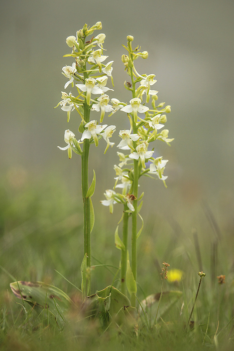 Greater butterfly orchid  Platanthera chlorantha  in flower Greater butterfly orchid  Platanthera chlorantha  in flower., by BOB GIBBONS SCIENCE PHOTO LIBRARY