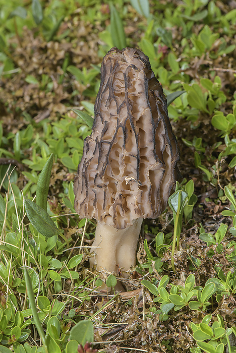 Morel mushroom Morel  Morchella sp.  in the Dolomites, Italy., by BOB GIBBONS SCIENCE PHOTO LIBRARY