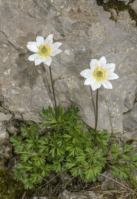 Monte Baldo anemone  Anemone baldensis  in flower Monte Baldo anemone  Anemone baldensis  in flower, Italy., by BOB GIBBONS SCIENCE PHOTO LIBRARY