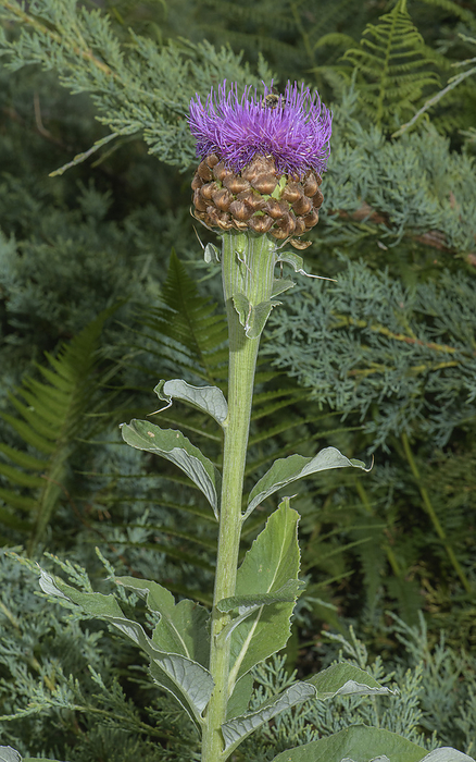 Giant Knapweed  Leuzea rhapontica  in flower Giant Knapweed  Leuzea rhapontica  in flower in the Swiss Alps., by BOB GIBBONS SCIENCE PHOTO LIBRARY