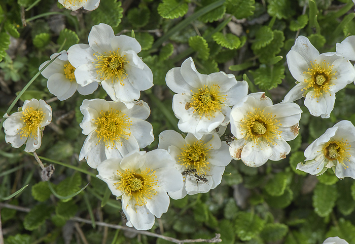 Mountain avens  Dryas octopetala  in flower Mountain avens  Dryas octopetala  in flower in the French Alps., by BOB GIBBONS SCIENCE PHOTO LIBRARY