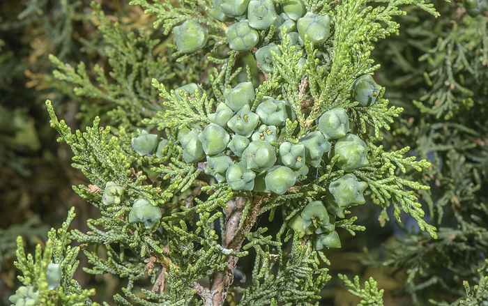 Female cones  Juniperus thurifera  of Spanish juniper tree Spanish juniper tree  Juniperus thurifera  with female cones, in the western French Alps., by BOB GIBBONS SCIENCE PHOTO LIBRARY