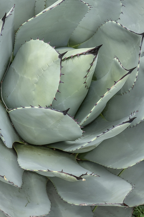 Parry s agave  Agave parryi  leaves Parry s agave  Agave parryi  leaves., by BOB GIBBONS SCIENCE PHOTO LIBRARY
