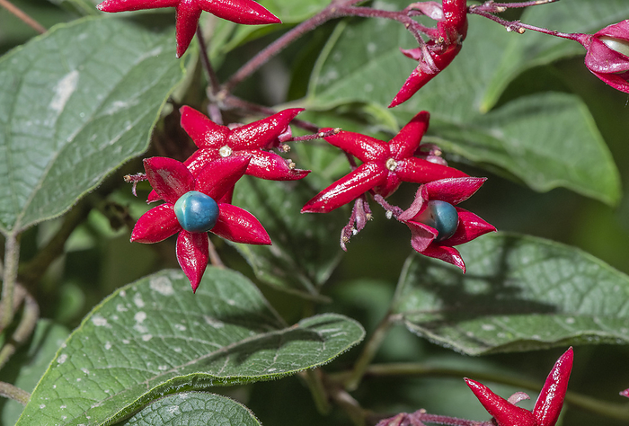 Harlequin glorybower  Clerodendrum trichotomum  Harlequin glorybower  Clerodendrum trichotomum var. fargesii  in fruit., by BOB GIBBONS SCIENCE PHOTO LIBRARY