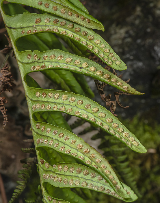 Intermediate polypody  Polypodium interjectum  with spores Intermediate polypody  Polypodium interjectum  frond with ripe sori  spore clusters ., by BOB GIBBONS SCIENCE PHOTO LIBRARY