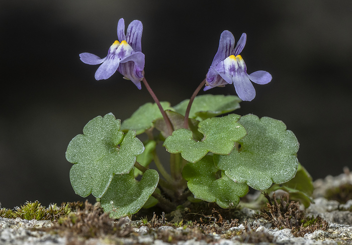 Ivy leaved toadflax  Cymbalaria muralis  in flower Ivy leaved toadflax  Cymbalaria muralis  in flower on top of wall., by BOB GIBBONS SCIENCE PHOTO LIBRARY