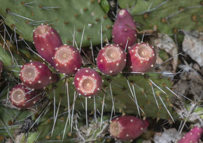 Eastern prickly pear  Opuntia humifusa  in fruit Eastern prickly pear  Opuntia humifusa  in fruit., by BOB GIBBONS SCIENCE PHOTO LIBRARY