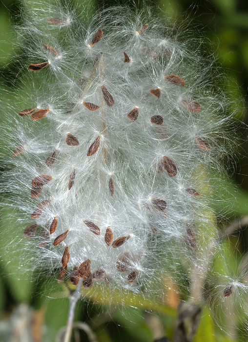 Tropical milkweed  Asclepias curassavica  seeds Tropical milkweed  Asclepias curassavica  seeds., by BOB GIBBONS SCIENCE PHOTO LIBRARY