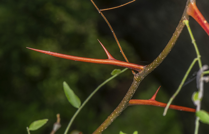 Honey locust  Gleditsia triacanthos  thorns Honey locust  Gleditsia triacanthos  thorns., by BOB GIBBONS SCIENCE PHOTO LIBRARY