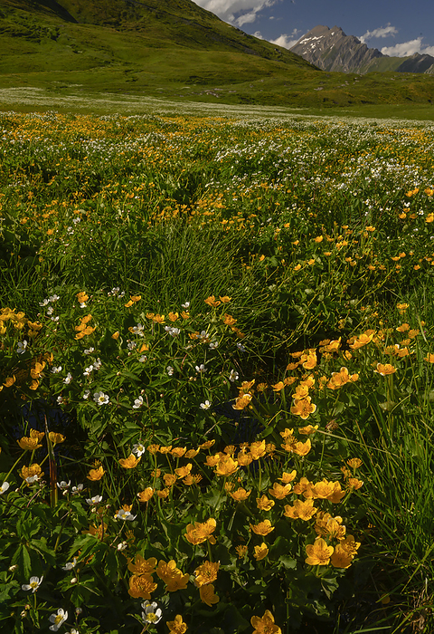 Ranunculus aconitifolius and Caltha palustris flowers Ranunculus aconitifolius and Caltha palustris flowers, Col de Petit St Bernard, Alps., by BOB GIBBONS SCIENCE PHOTO LIBRARY