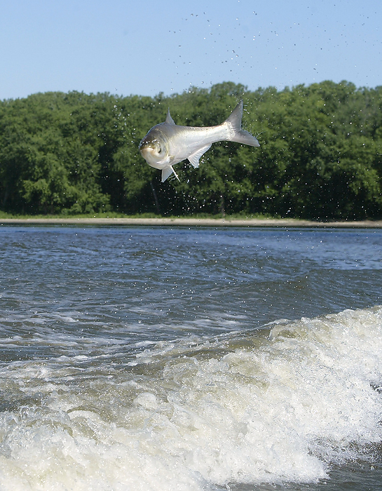 Invasive silver carp jumping from river, USA Silver carp  Hypophthalmichthys molitrix  jumping from a river in the USA, where it is an invasive species. Four species of carp, including this one, were introduced to the US in the 1970s to control parasites and plant growth in fish farms and canals. These carp escaped into the Mississippi river during flooding and rapidly established breeding populations. Silver carp have since spread to rivers in at least 21 states. They can outcompete local species, reproduce rapidly and harm native ecosystems., by Carterville FWCO SCIENCE PHOTO LIBRARY