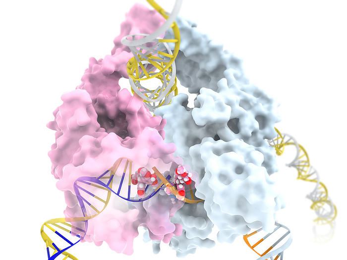 Anticancer drug etoposide inhibiting topoisomerase II, illustration Illustration of the enzyme human topoisomerase II  white pink, globular  undoing the overcoiling of DNA  deoxyribonuclease, yellow and blue white helices  by cutting both strands, before re ligating  re joining  them once the coils have been relaxed. Etoposide  white, red and blue spheres  inhibits the re ligation phase of the uncoiling process. This leaves broken DNA strands which can not undergo replication, making affected cells vulnerable to apoptosis  controlled cell death . Cancer cells replicate rapidly and in an uncontrolled manner. By inhibiting a crucial part of cell replication, etoposide can slow the growth of tumours and induce their destruction by apoptosis., by RAMON ANDRADE 3DCIENCIA SCIENCE PHOTO LIBRARY