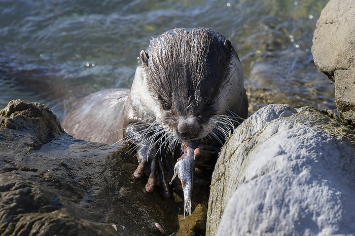 Cape clawless otter eating a fish Young Cape clawless otter  Aonyx capensis , also known as the African clawless otter, eating a fish. Photographed in Struisbaai, in the Overberg region of the Western Cape, South Africa., by TONY CAMACHO SCIENCE PHOTO LIBRARY