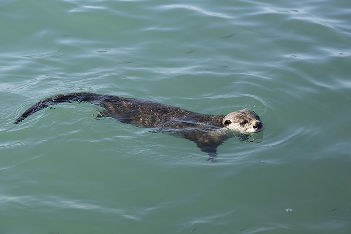 Cape clawless otter swimming Young Cape clawless otter  Aonyx capensis , also known as the African clawless otter, swimming alongside a jetty in the Struisbaai harbour. Photographed in Struisbaai, in the Overberg region of the Western Cape, South Africa., by TONY CAMACHO SCIENCE PHOTO LIBRARY