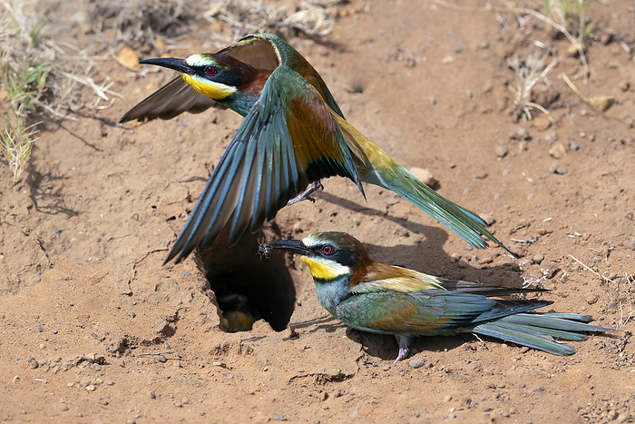 Pair of European bee eaters at nesting burrow Pair of European bee eaters  Merops apiaster  with their chick stationed in the nesting cavity. These birds, with colourful plumage, visit Southern Africa during the European winter and breed in tunnelled holes in sand banks. Photographed in Western Cape, South Africa., by TONY CAMACHO SCIENCE PHOTO LIBRARY