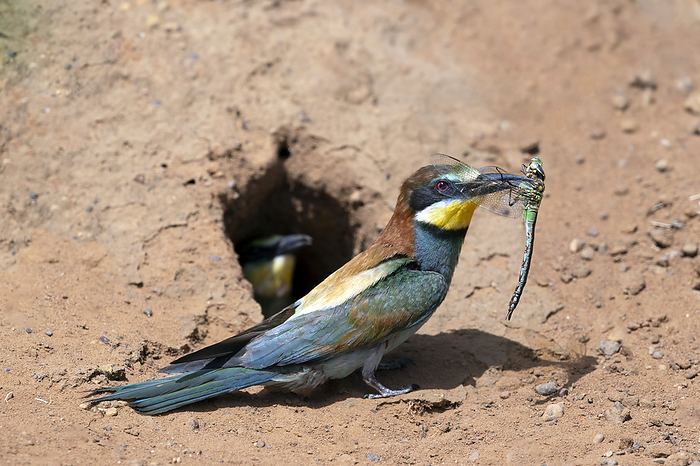 Adult European bee eater with insect in bill European bee eater  Merops apiaster  at the nesting cavity with an insect in its bill. These birds, with colourful plumage, visit Southern Africa during the European winter and breed in tunnelled holes in sand banks. Photographed in Western Cape, South Africa., by TONY CAMACHO SCIENCE PHOTO LIBRARY