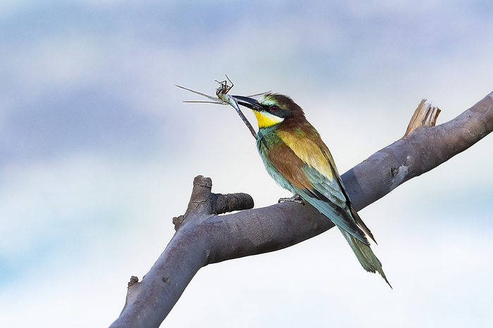 Perched adult European bee eater with insect in bill Perched European bee eater  Merops apiaster  with an insect in its bill. These birds, with colourful plumage, visit Southern Africa during the European winter and breed in tunnelled holes in sand banks. Photographed in Western Cape, South Africa., by TONY CAMACHO SCIENCE PHOTO LIBRARY