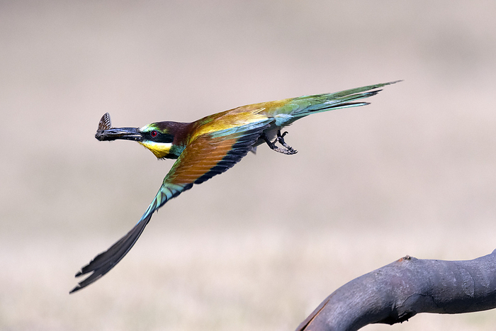 Adult European bee eater in flight with insect in bill European bee eater  Merops apiaster  in flight with an insect in its bill. These birds, with colourful plumage, visit Southern Africa during the European winter and breed in tunnelled holes in sand banks. Photographed in Western Cape, South Africa., by TONY CAMACHO SCIENCE PHOTO LIBRARY
