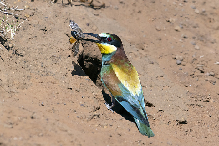 Adult European bee eater with insect in bill European bee eater  Merops apiaster  at the nesting cavity with an insect in its bill. These birds, with colourful plumage, visit Southern Africa during the European winter and breed in tunnelled holes in sand banks. Photographed in Western Cape, South Africa., by TONY CAMACHO SCIENCE PHOTO LIBRARY