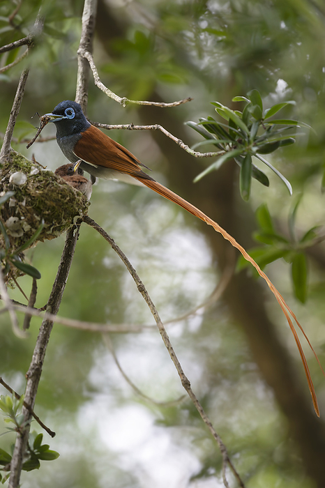 Male African paradise flycatcher feeding chicks at the nest Male African paradise flycatcher  Terpsiphone viridis  feeding chicks at the nest. Photographed in Kirstenbosch botanical gardens, Cape Town, South Africa., by TONY CAMACHO SCIENCE PHOTO LIBRARY