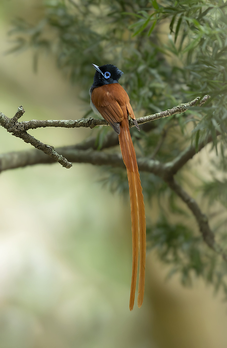 Male African paradise flycatcher with breeding plumage Male African paradise flycatcher  Terpsiphone viridis  in breeding plumage. Photographed in Kirstenbosch botanical gardens, Cape Town, South Africa., by TONY CAMACHO SCIENCE PHOTO LIBRARY