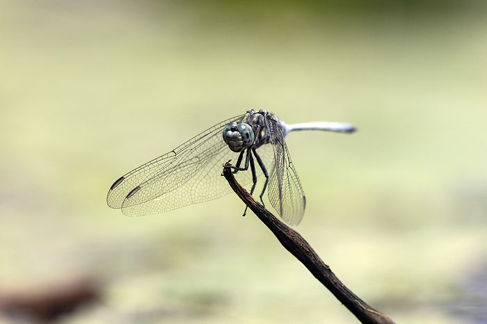 Perched dragonfly Dragonfly  infraorder Anisoptera  perched alongside a pond in a nature reserve adjacent to Kruger National Park, South Africa., by TONY CAMACHO SCIENCE PHOTO LIBRARY