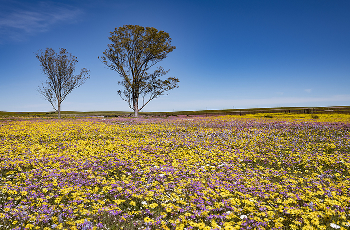 Carpet of spring flowers, South Africa Field of spring flowers near the town of Nieuwoudtville, 350Km north of Cape Town, South Africa. This natural phenomenon happens each year towards the end of winter and the onset of spring. The amount of rainfall the region receives has a significant impact on the plant growth and consequently the display varies from year to year. This image was taken following a good winter rainfall season., by TONY CAMACHO SCIENCE PHOTO LIBRARY