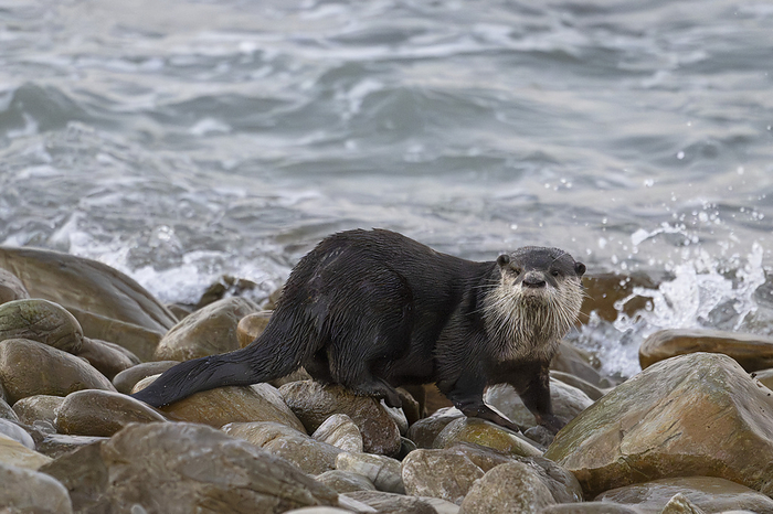 Cape clawless otter Young Cape clawless otter  Aonyx capensis , also known as the African clawless otter, walking along the shore in the Struisbaai harbour. Photographed in Struisbaai, in the Overberg region of the Western Cape, South Africa., by TONY CAMACHO SCIENCE PHOTO LIBRARY