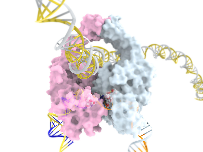 Anticancer drug etoposide inhibiting topoisomerase II, illustration Illustration of the enzyme human topoisomerase II  white pink, globular  undoing the overcoiling of DNA  deoxyribonuclease, yellow and blue white helices  by cutting both strands, before re ligating  re joining  them once the coils have been relaxed. Etoposide  white, red and blue spheres  inhibits the re ligation phase of the uncoiling process. This leaves broken DNA strands which can not undergo replication, making affected cells vulnerable to apoptosis  controlled cell death . Cancer cells replicate rapidly and in an uncontrolled manner. By inhibiting a crucial part of cell replication, etoposide can slow the growth of tumours and induce their destruction by apoptosis., by RAMON ANDRADE 3DCIENCIA SCIENCE PHOTO LIBRARY