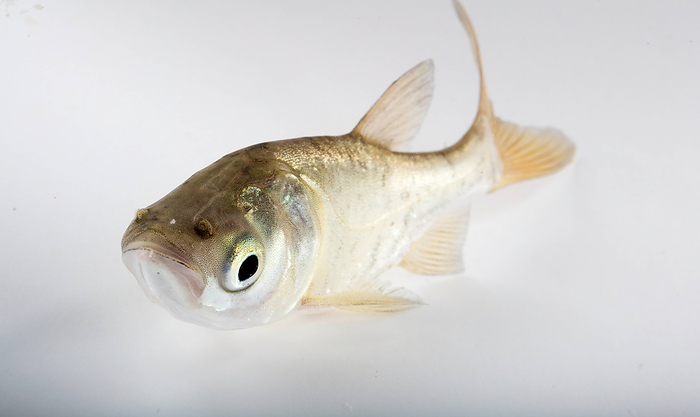 Juvenile invasive bighead carp, USA Juvenile bighead carp  Hypophthalmichthys nobilis  in the USA, where it is considered an invasive species. Bighead carp are native to China, but are now found in over 70 countries following import for use as food, and subsequent escape and proliferation. They, along with three other carp species, were introduced to the US in the 1970s to control parasites and plant growth in fish farms and canals. They later escaped into the Mississippi river during flooding and rapidly established breeding populations. They pose a threat to native species by increasing the competition for plankton., by Ryan Hagerty, USFWS SCIENCE PHOTO LIBRARY
