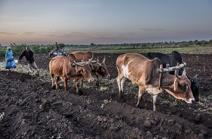 Using oxen to plough a field, Kenya Using oxen to plough a field. Photographed in Kaluoch, Homa Bay County, Kenya., by KAREN KASMAUSKI SCIENCE PHOTO LIBRARY