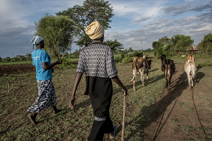Herding cattle, Kenya Women herding cattle through a field. Photographed in Kaluoch, Homa Bay County, Kenya., by KAREN KASMAUSKI SCIENCE PHOTO LIBRARY