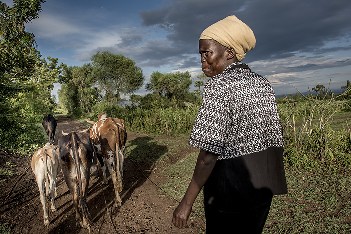 Herding cattle, Kenya Woman herding cattle through a field. Photographed in Kaluoch, Homa Bay County, Kenya., by KAREN KASMAUSKI SCIENCE PHOTO LIBRARY