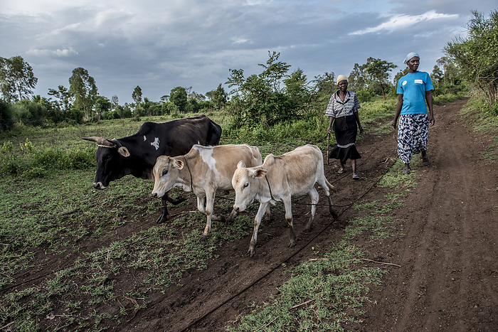 Herding cattle, Kenya Women herding cattle through a field. Photographed in Kaluoch, Homa Bay County, Kenya., by KAREN KASMAUSKI SCIENCE PHOTO LIBRARY