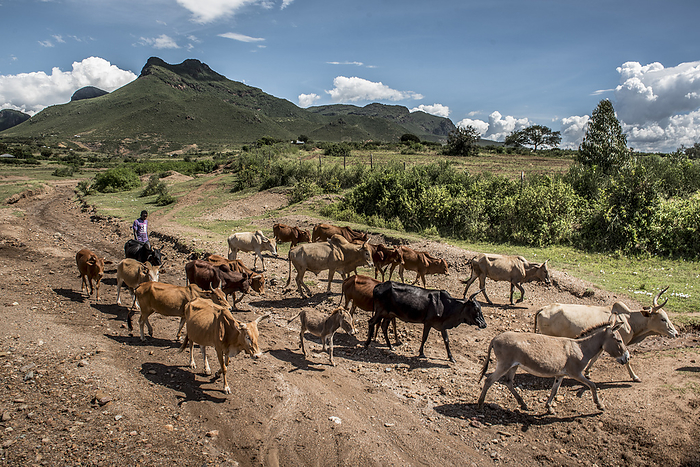Herding cattle, Kenya Man herding cattle along a dry stream bed. Photographed in Kopiyo, Homa Bay County, Kenya., by KAREN KASMAUSKI SCIENCE PHOTO LIBRARY