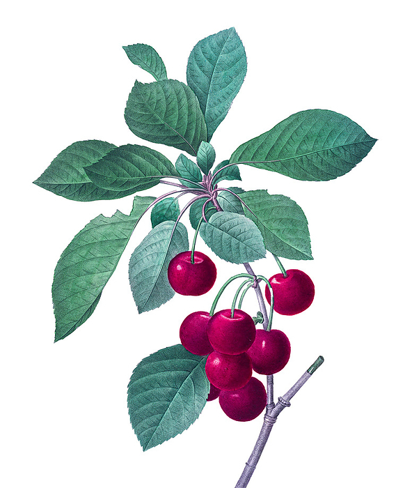 Royal cherries, 19th century illustration Illustration of royal cherries  Prunus avium  on a branch by Pierre Joseph Redoute. Published in Choix Des Plus Belles Fleurs, in 1827., by PHOTOSTOCK ISRAEL SCIENCE PHOTO LIBRARY