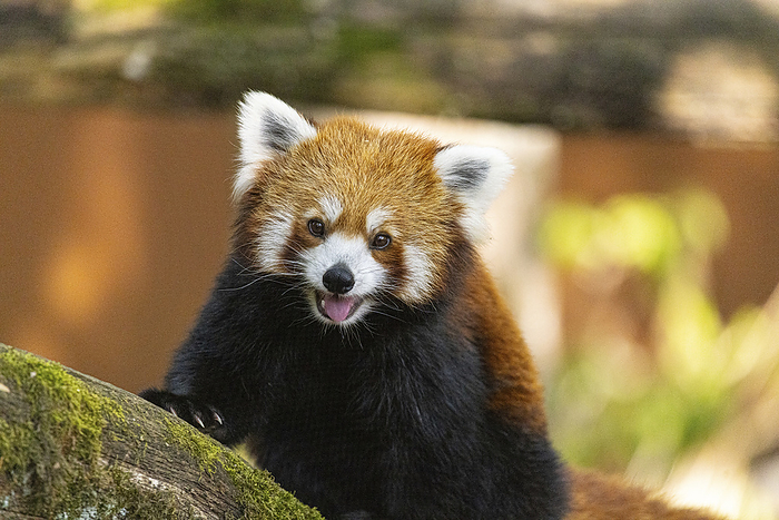 Red panda Red panda  Ailurus fulgens . The red panda is found in mountainous forests in China, north  eastern India and Nepal. It reaches a length of around 1 metre, and feeds almost exclusively on bamboo leaves, although it also takes small rodents, small birds and birds  eggs. When it is not feeding, it spends most of its time in trees, and is an accomplished climber thanks to its sharp claws. It is nocturnal, spending the day curled up in branches or a tree hollow. A solitary animal, it meets others only to mate, but the young may stay with their mother for over a year., by PHOTOSTOCK ISRAEL SCIENCE PHOTO LIBRARY