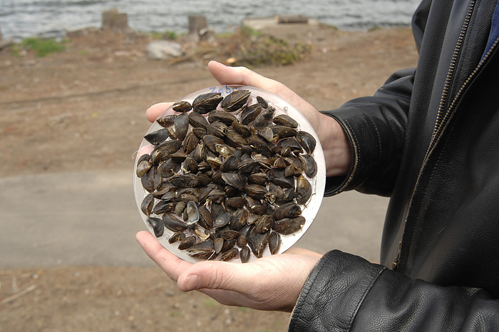 Invasive zebra mussels, USA Zebra mussels  Dreissena polymorpha  found in Diamond Lake, Oregon, USA. Zebra mussels are an invasive species in the USA, meaning they are non native and believed to cause damage to local ecosystems, economies or human health. These mussels attach to hard surfaces such as pipes, screens, rock, logs, boats, and ropes. They harm native fish species in the USA by reducing competing for plankton as a food source., by Bob Nichols, US DEPARTMENT OF AGRICULTURE SCIENCE PHOTO  LIBRARY