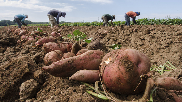 Sweet potatoes  Ipomoea batatas  being harvested, Virginia, USA Workers harvesting sweet potatoes  Ipomoea batatas  on a farm in Mechanicsville, Virginia, USA., by Lance Cheung, US DEPARTMENT OF AGRICULTURE SCIENCE PHOTO  LIBRARY
