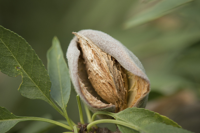 Fruiting almond tree  Prunus amygdalus  Drupe  fruit  of an almond tree  Prunus amygdalus . The drupe consist of an outer hull containing a hard shell  brown , within which is the seed that we eat., by Lance Cheung US DEPARTMENT OF AGRICULTURE SCIENCE PHOTO  LIBRARY