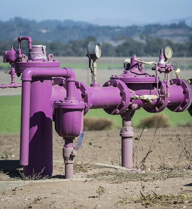 Sanitised wastewater pipes for agriculture, USA Purple pipes in Parajo Valley, California, USA, signifying that they carry sanitised wastewater for use in agriculture. In the US, agriculture consumes around 80  of the drinkable water, so reusing wastewater water instead can reduce the frequency of water shortages., by Lance Cheung US DEPARTMENT OF AGRICULTURE SCIENCE PHOTO  LIBRARY