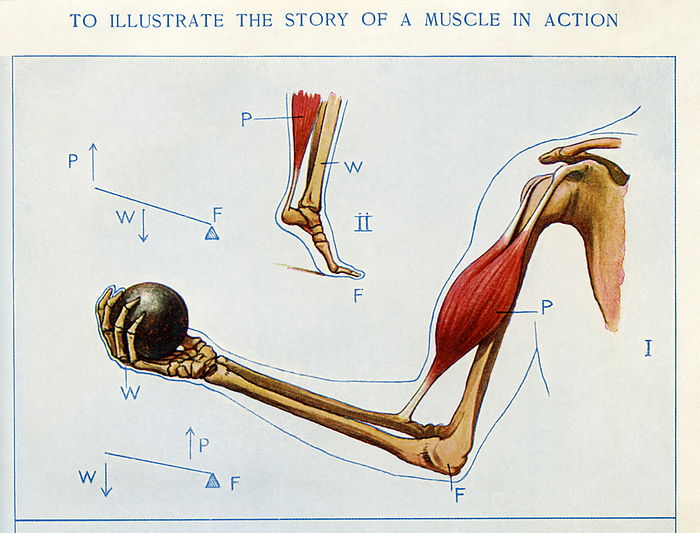 Muscle in action, illustration Illustration showing an outline of a shoulder, arm, and hand, the hand holding a ball, and the elements of the mechanics of the action of lifting the ball. The power  P  is supplied by the contraction of the biceps muscle, attached to the shoulder by two heads and fixed below to the radius, or outer forearm bone. The weight  W  is in the hand , and the fulcrum  F  is at the elbow joint. This is a lever action with the biceps power being applied between fulcrum and weight, a lever of the third order. Above the hand, II, the tiptoe illustration is of a lever of the second order, where the weight  W  is applied between the fulcrum  F  and the power  P . The power is supplied by the great calf muscle, the weight between transmitted down the bones of the leg. The illustration is from The Household Physician, 1908., by SHEILA TERRY SCIENCE PHOTO LIBRARY