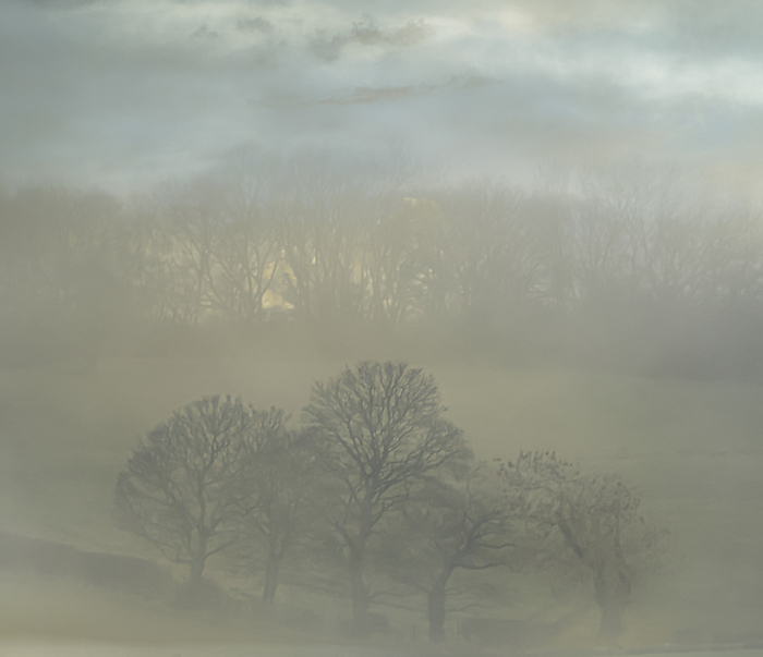 Trees in fog Trees in fog., by IAN GOWLAND SCIENCE PHOTO LIBRARY