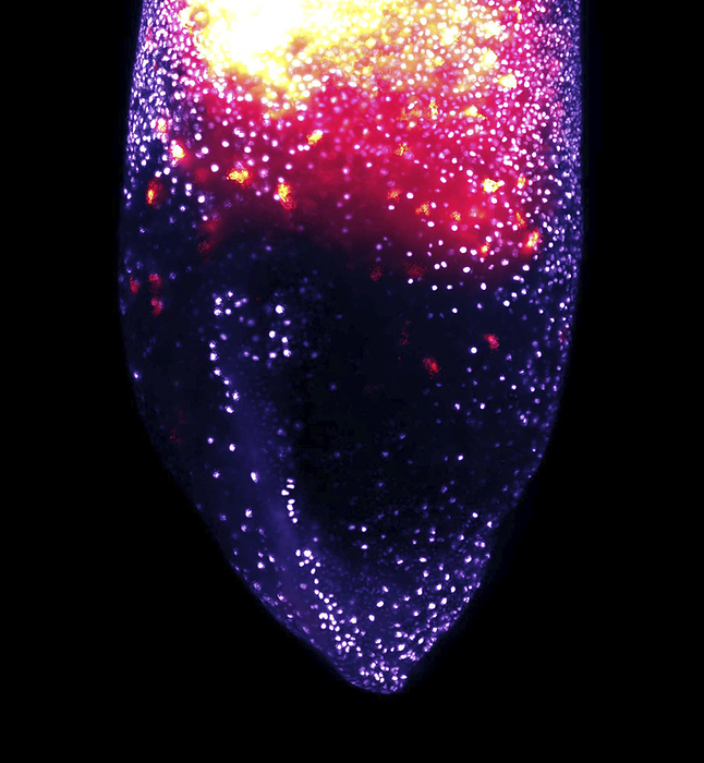 Macrophage development, lattice light sheet micrograph Lattice light sheet micrograph showing the normal development of a population of embryonic macrophages inside a living African clawed frog embryo  Xenopus laevis . The purple dots are the nuclei of the outer cell layer of the embryo  equivalent to the skin  and are labelled with a fluorescent protein. The red cells are the embryonic macrophages underneath the skin layer, visualised with a different fluorescent dye. During normal development, the cells move from the top  near the head region  towards the tail and the two sides of the embryo to distribute throughout the embryo. Macrophages are cells of the immune system. They arise early during embryogenesis and colonise all developing tissues. They phagocytose  engulf  and destroy pathogens, dead cells and cellular debris. See K013 0688 for video clip of this image., by THEBIOCOSMOS SCIENCE PHOTO LIBRARY