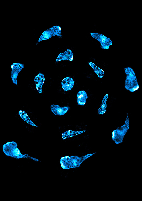 Macrophages, confocal light micrograph Confocal light micrograph of macrophages from an African clawed frog embryo  Xenopus laevis  digitally arranged into a spiral. Macrophages are cells of the immune system. They arise early during embryogenesis and colonise all developing tissues. They phagocytose  engulf  and destroy pathogens, dead cells and cellular debris. Magnification: x200 at a printed image size of 10cm., by THEBIOCOSMOS SCIENCE PHOTO LIBRARY