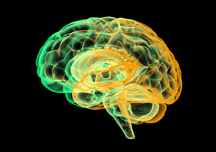 Human brain, illustration Illustration of a human brain., by THOMAS PARSONS SCIENCE PHOTO LIBRARY
