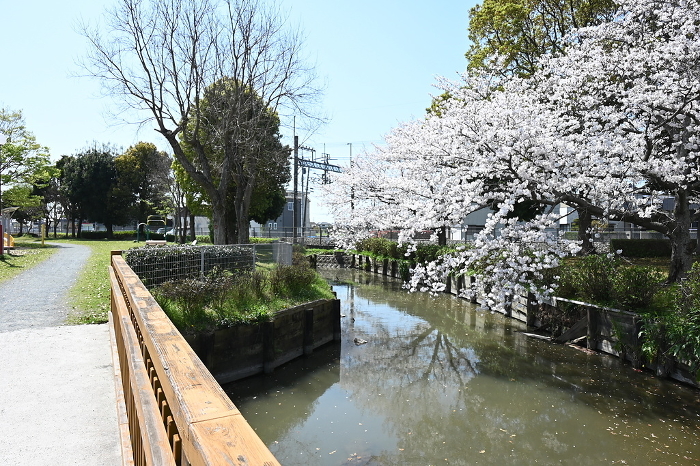 Scenery of a park with cherry blossoms and a stream