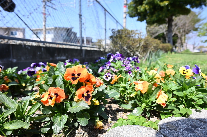 Pansies blooming in the park's flower beds