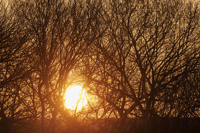 Morning Sun and Dead Trees