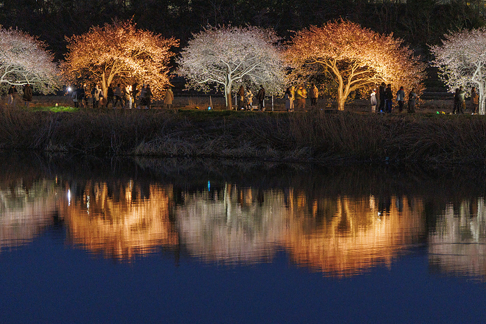 Yachiyo City,Yachiyo City,Chiba Prefecture,Shinkawa River,Kawazu Cherry Blossoms,light up,two colors,no wind,reflected,beautiful,cherry trees,stroll,walk,sightseeing,orange,white,Shinkawa River,Kawazu Cherry Blossoms light up